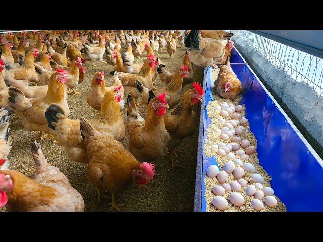 How Starting Business From Free Range Chicken Farming Model Achieves High Economic Efficiency