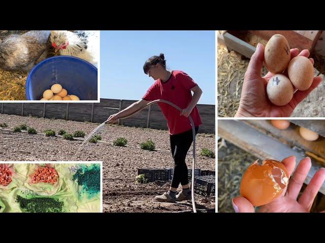 КАК ВСЕ УСПЕТЬ Эксперимент с индюшиными яйцами СЕМЕНА ПРОПАДАЮТ