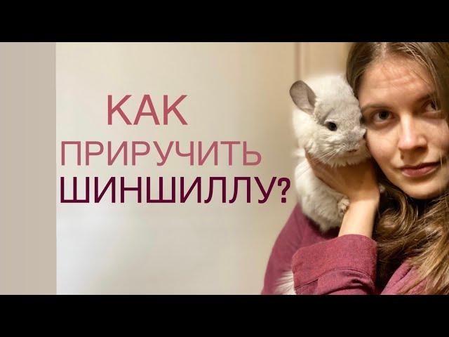 Как приручить шиншиллу?