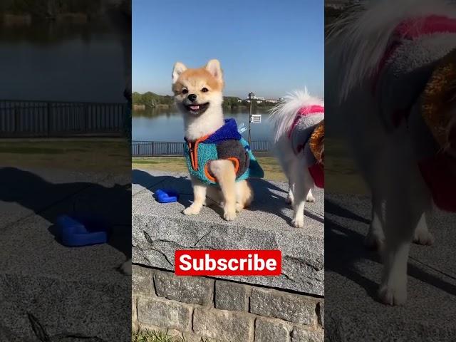 Pomeranians in Japan! #dog #cutedog #shorts