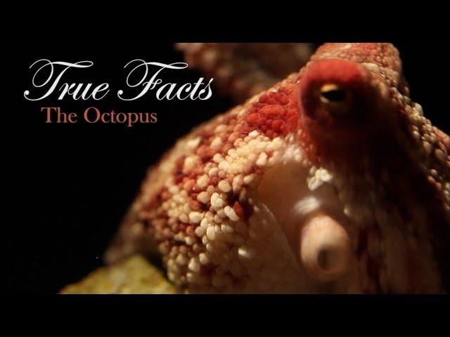 True Facts About The Octopus