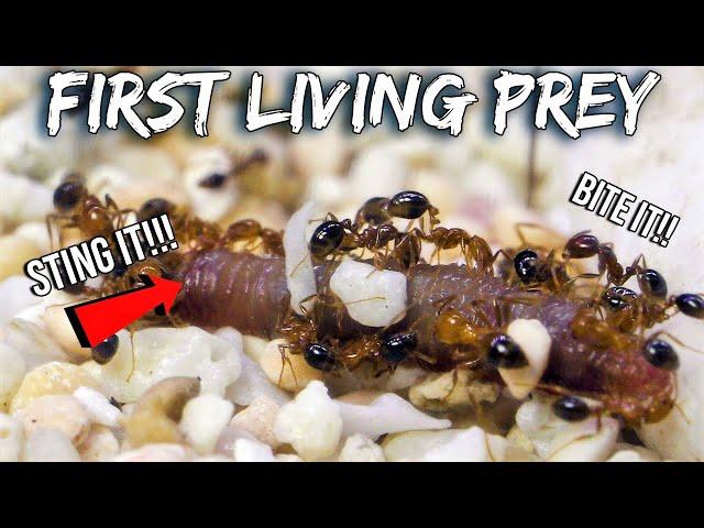 FIRE ANTS KILL THEIR FIRST LIVE PREY | Surprising Predatory Reaction