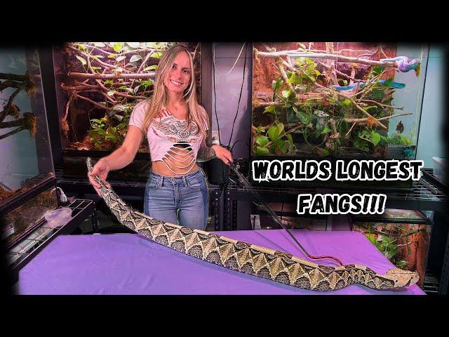 *New* GIANT Gaboon Viper!!!