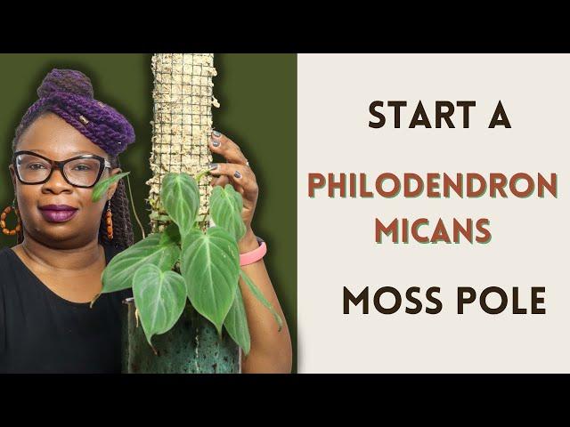 Getting STARTED: Philodendron Micans Moss Pole