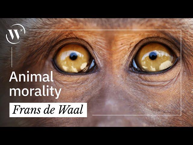 95% of your behavior is primate behavior | Frans de Waal