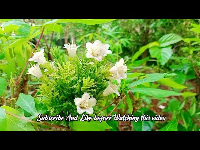 xxl xxl xxl xxl freestyle 2024 - record the beauty of  white flower  - xxl xxl xxl new hd