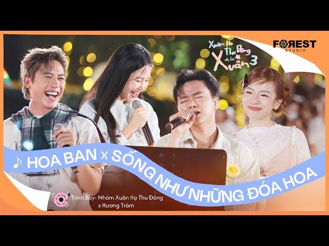 [XHTDRLX3] Mashup | Hoa Ban x Sống Như Những Đoá Hoa - Nhóm Xuân Hạ Thu Đông, Hương Tràm