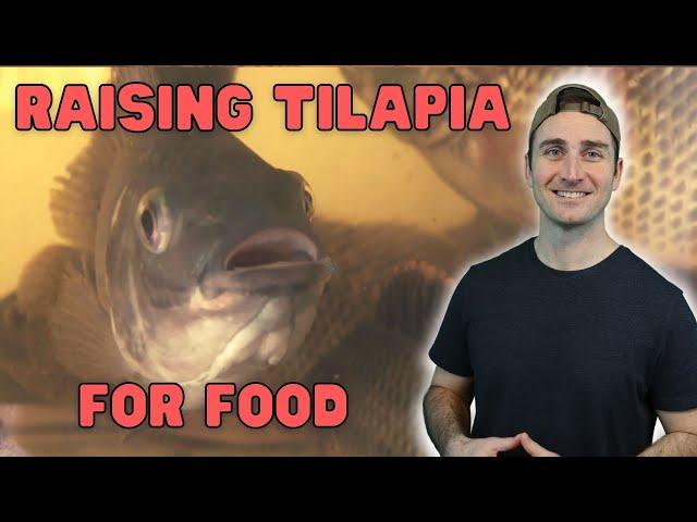 My Experience with Raising Tilapia for Aquaponics