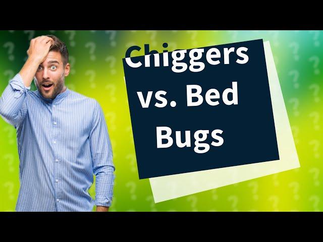 Are chiggers worse than bed bugs?