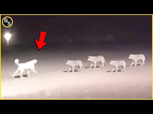 The Strongest Dog Breed's Attacking Moments Caught on Camera! | Kangal vs Wolf