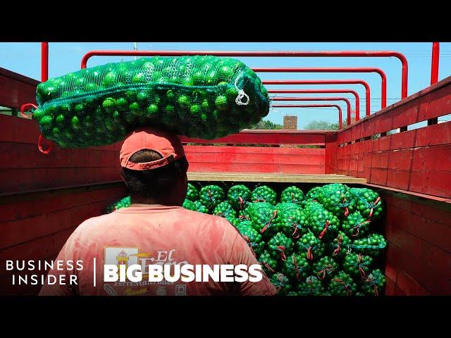 How Mexico Grows Limes On Orange Trees To Supply The US | Big Business | Business Insider