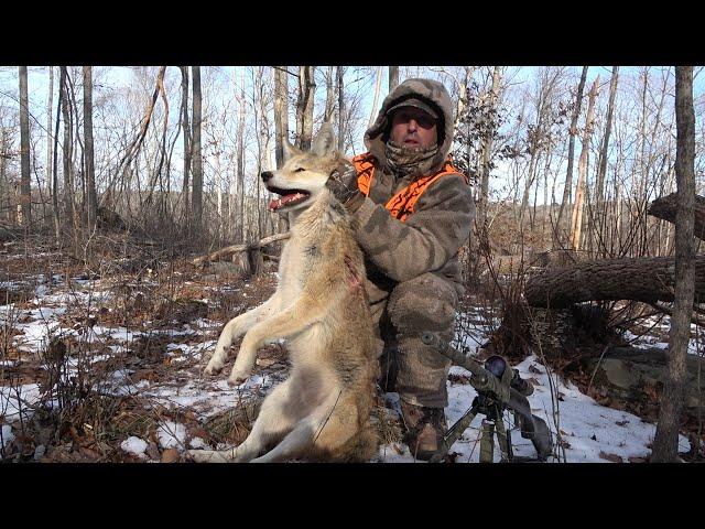 Connecticut Coyote Hunt | Blonde Coyote! | 17 HMR pass thru