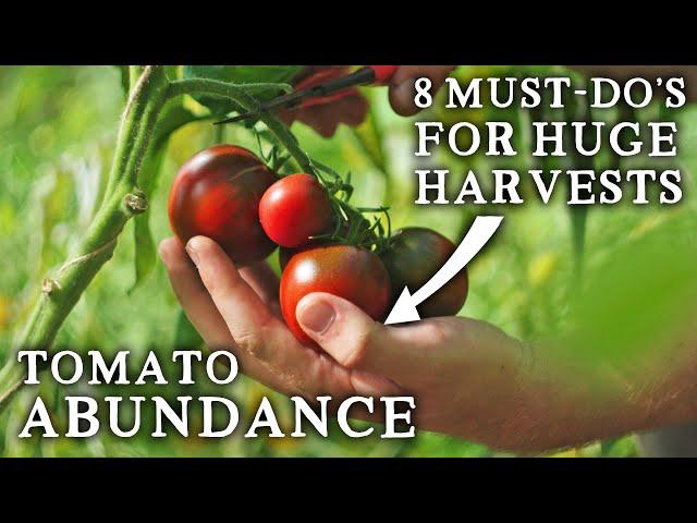 8 Must-Do's for an INCREDIBLE Tomato Crop!