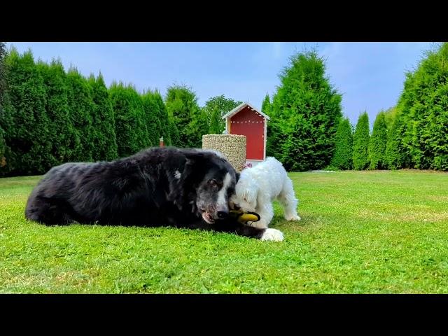 Hunde beim spielen. Wer gewinnt?