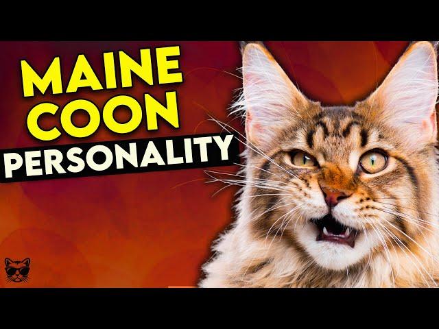 Maine Coon Cat Personality: This Video Will Make You Want One!