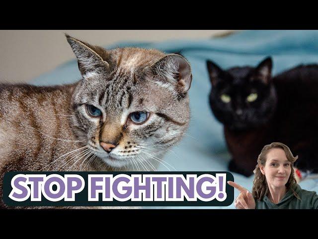 Exhausted by your cats fighting? Here's how you can stop it.