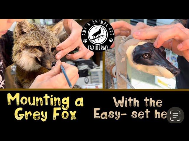 Grey Fox Taxidermy - mounting a fox with an “easy-set head” system!