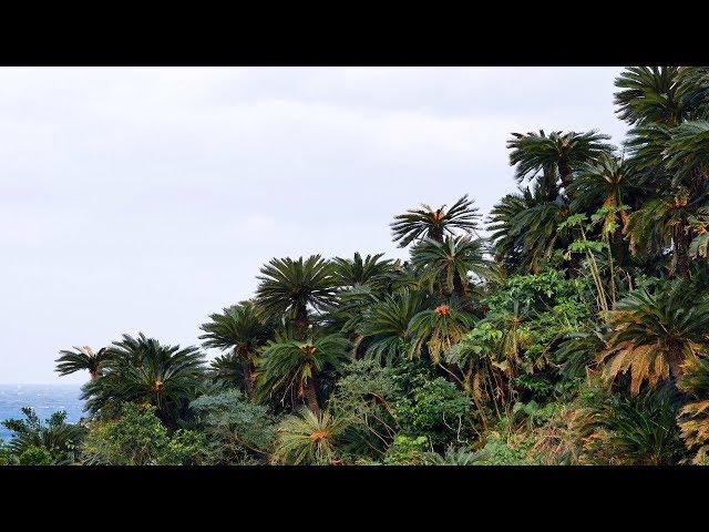 Sago palm tree forests, Cycas revoluta, of the Amami Islands, Japan