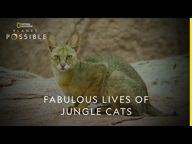 Fabulous lives of jungle cats | Planet Possible | 22nd April | Earth Day