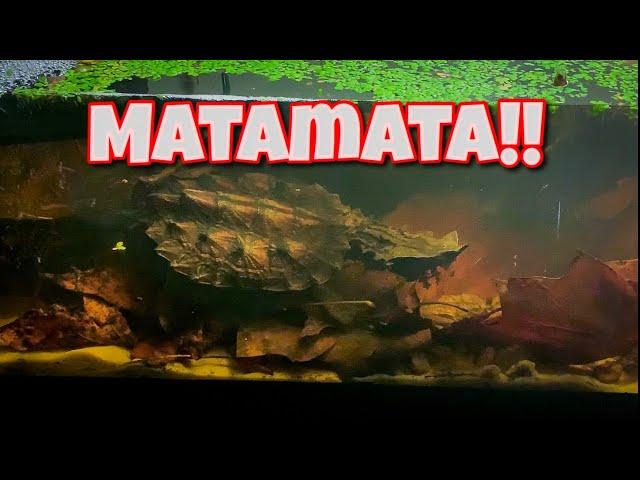 How to build a matamata tank!!