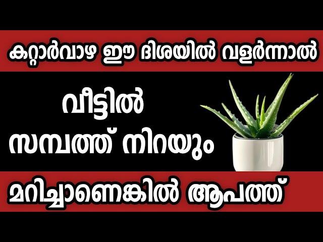 വീട്ടിൽ കറ്റാർവാഴ മാത്രം തെറ്റായ ദിശയിൽ പാടില്ല,കുടുംബം മുടിയും Astrology malayalam/vastu