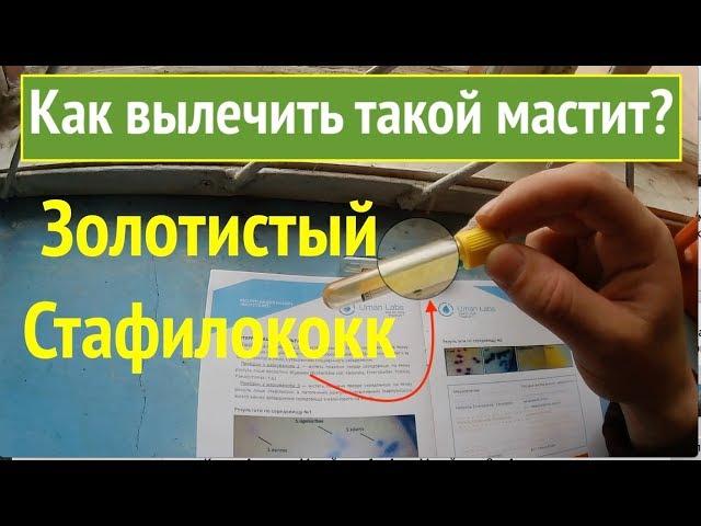 Мастит, который практически не лечится?