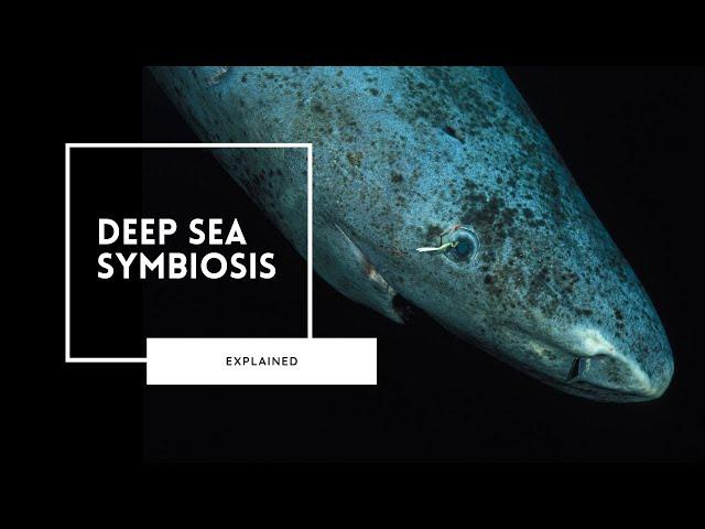 Deep Sea Symbiosis | The Key to Survival