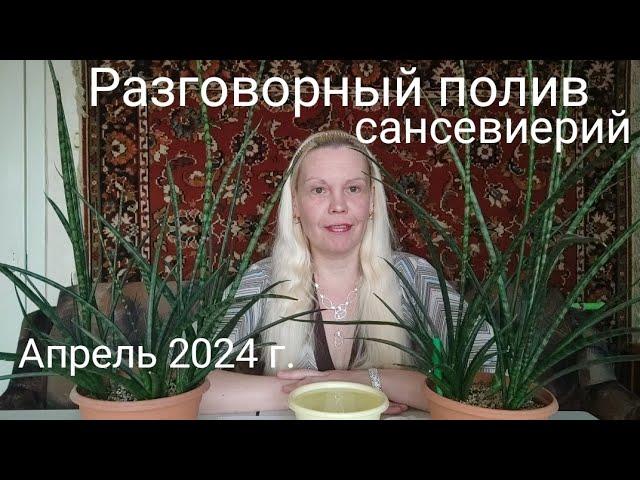 Разговорный полив сансевиерий. Апрель 2024 г. #сансевиерия #фернвуд