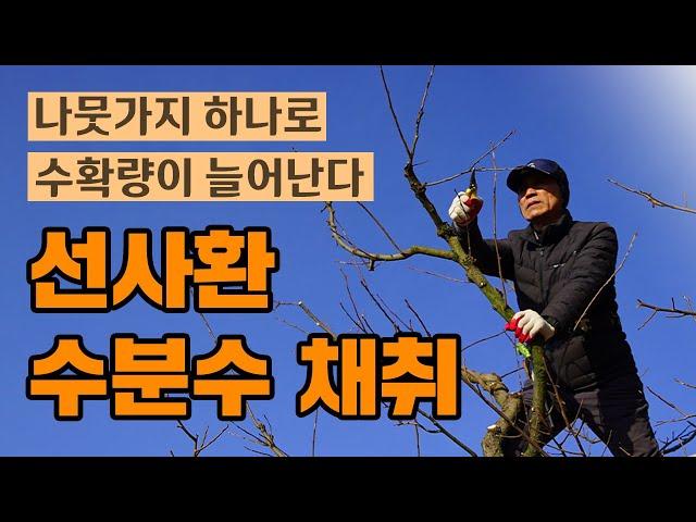 감나무 수확량을 획기적으로 늘려주고 낙과를 줄여줄 솔루션!!(feat. 선사환 수분수)