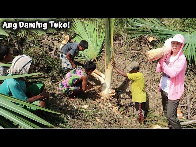 Pagkuha ng Ubod sa Buli ( PALM TREE ) | Paano Kunin ang Ubod? Saan Nakukuha ang Ubod?