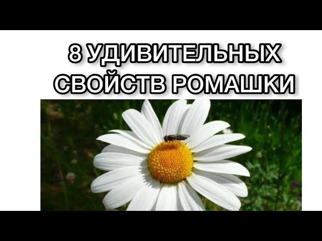 8 УДИВИТЕЛЬНЫХ СВОЙСТВ РОМАШКИ. Ромашка польза. Народная медицина. Как избавиться от бессонницы?