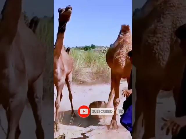 Camel meeting video #camelmeeting #meetup #camelattack #camemeetingvideo #shorts #thar #animal