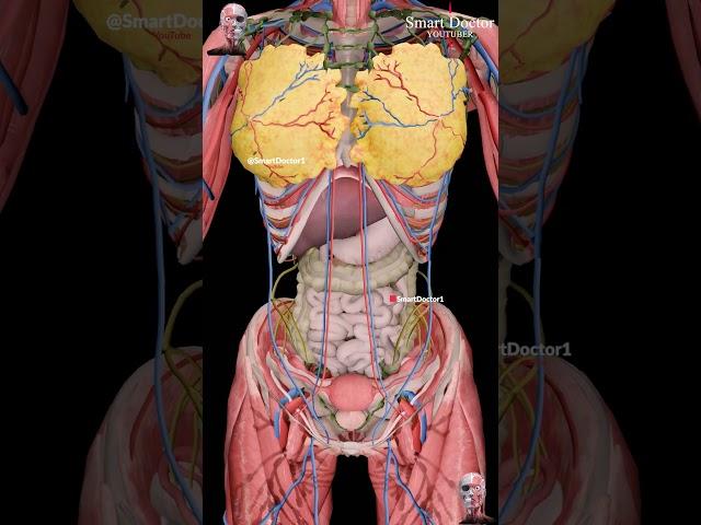 Full Female Anatomy ️