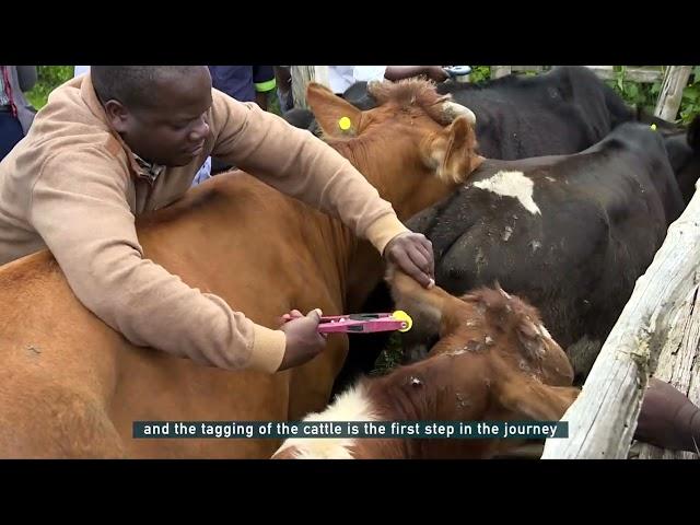 LIVESTOCK MARKETS