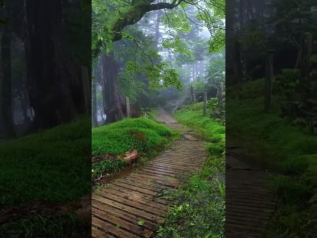 Nature view | Summer rain, Rain weather | Nature 4k videos | short video