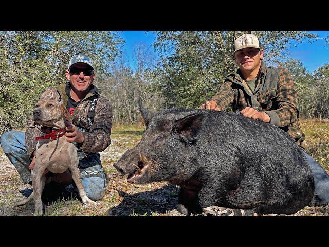 Hunting Monster Wild Boar with Dogs (Catch & Cook)