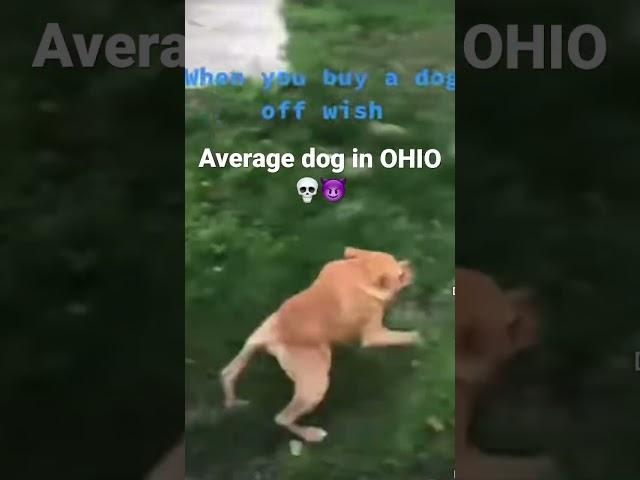 OHIO #ohio #swag #dog #funny #fyp #shorts #viral ##dark #song #goofy