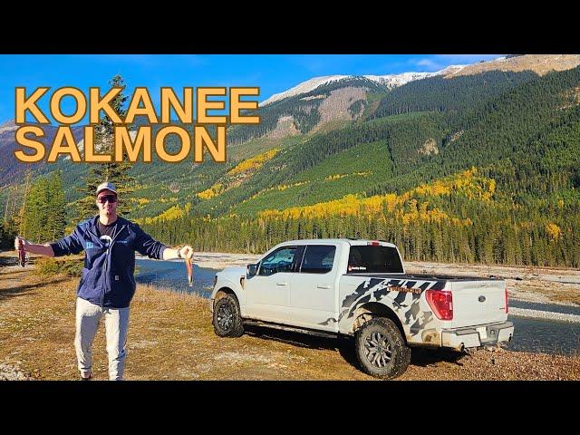 INSANE Kokanee Salmon run! MILLIONS of fish