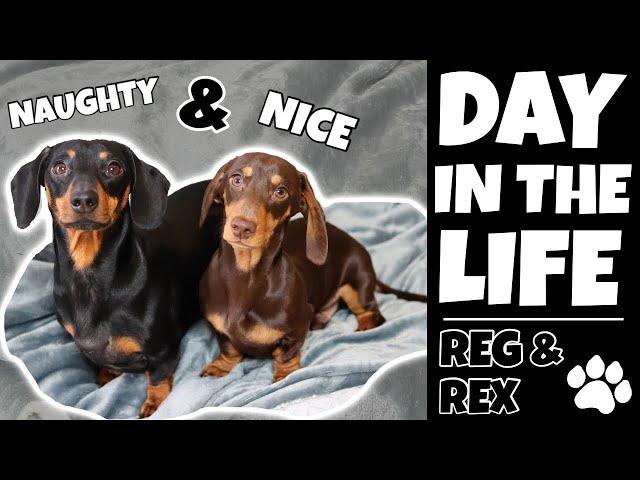 DAY IN THE LIFE WITH A MINIATURE DACHSHUND | Funny Puppy VLOG