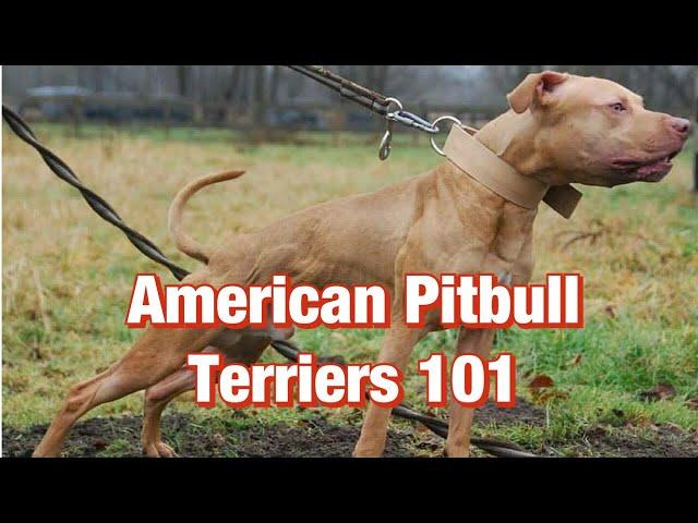 American Pitbull Terriers 101