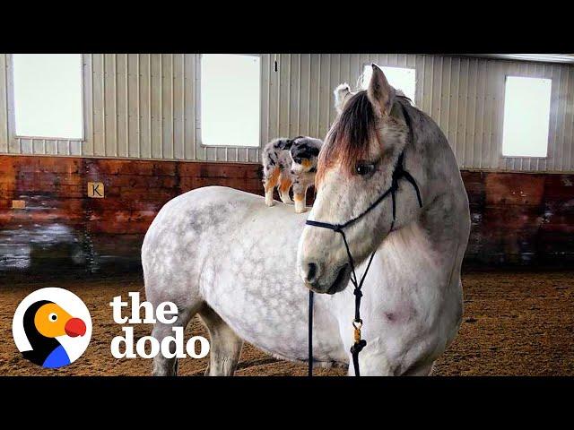 Dog Refuses To Come Down From His Favorite Horse | The Dodo Odd Couples