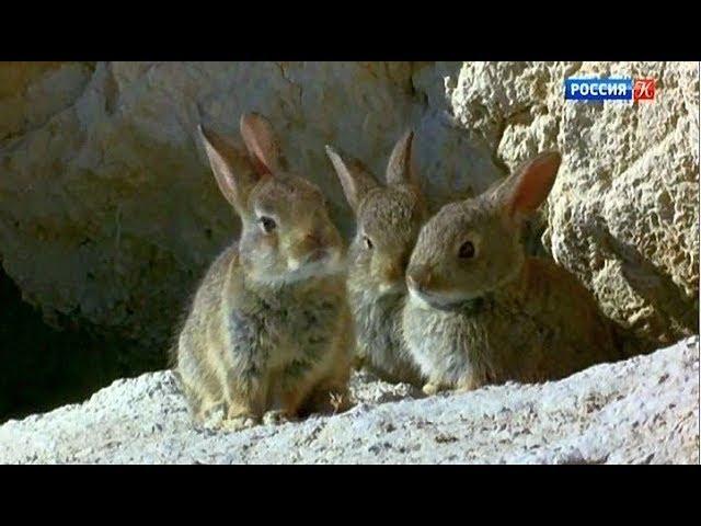 Пробуждение весны в Европе (от Средиземного моря до Альп)