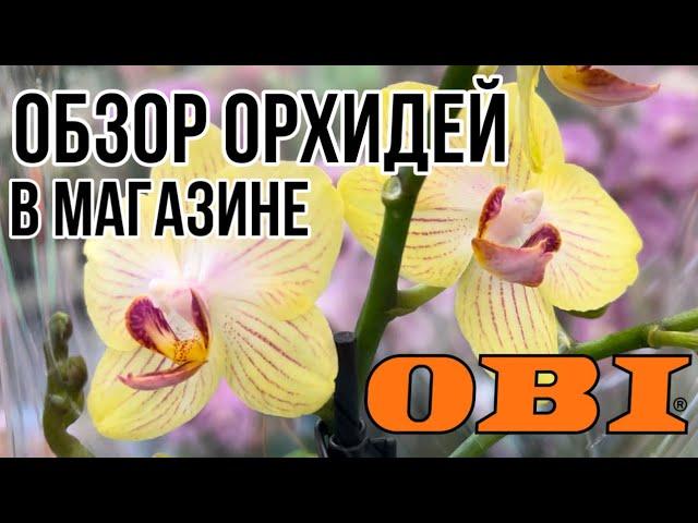 Обзор орхидей в магазине ОБИ || Хороший завоз || Камбрии и мильтонии