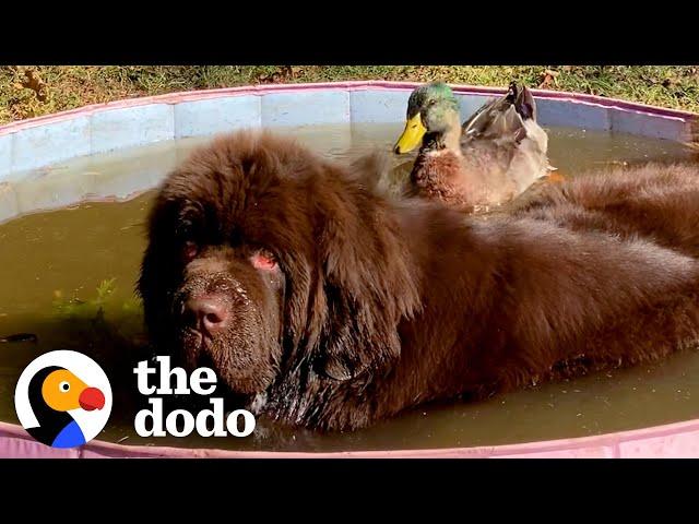 Duck Flaps His Wings So Hard When He Sees His 153-Pound Dog Best Friend | The Dodo Odd Couples