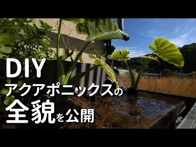 【DIY】アクアポニックス・ツアー 自作アクアポニックスの全貌を公開！ コンポストで楽しく野菜を育てる有機水耕栽培【田舎暮らし】