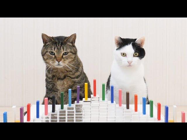 Cats and Domino