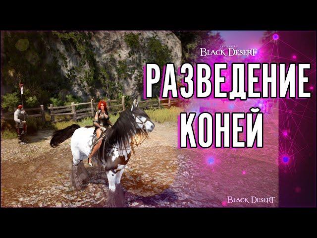 Разведение лошадей. Гайд по  Black Desert Online