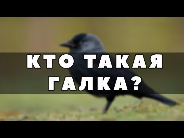 Как кричит Галка? Чем Галка отличается от Вороны?