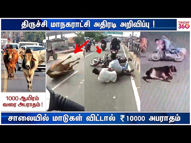 சாலையில் மாடுகளை விட்டால் 10 ஆயிரம் அபராதம் | Trichy 360 News