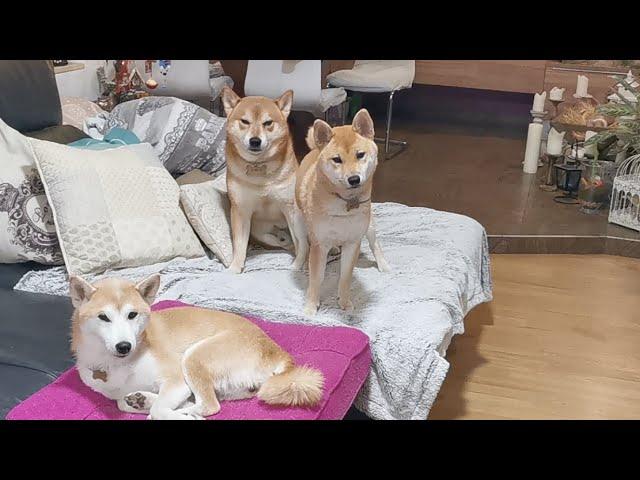 LIVE: Shiro,Suki n Raya Having Treatos